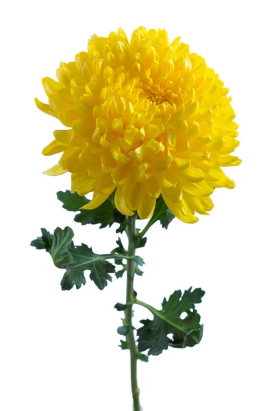 Yellow chrysanthemum — Stock Photo, Image