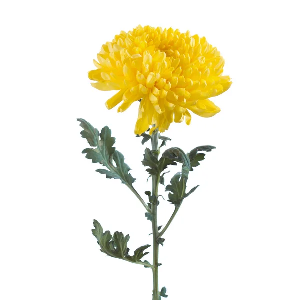 Fluffy yellow flower chrysanthemum — Stock Photo, Image