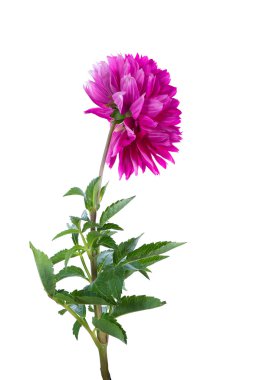 uzun bir sap üzerinde pembe dahlia