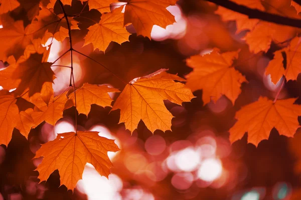 Кленовий лист червона осінь — стокове фото