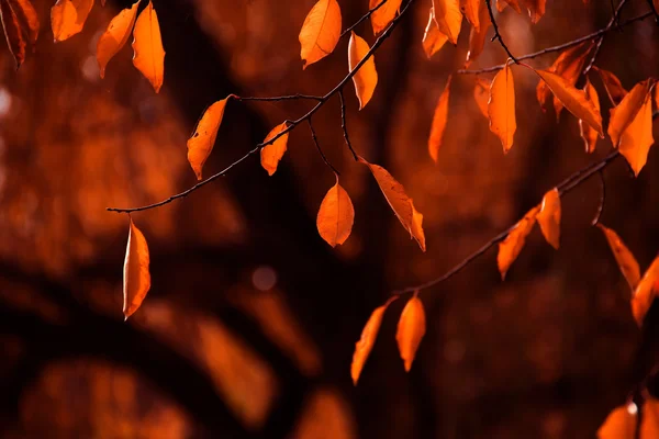 Суха осінь, жовтий — стокове фото