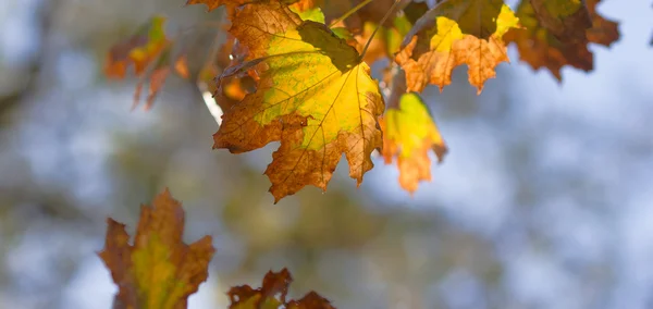 Suchý podzim, žlutá — Stock fotografie