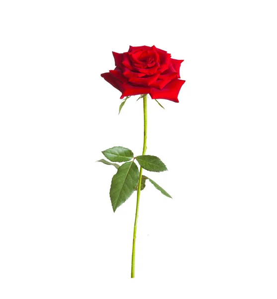 Długo macierzystych czerwona róża — Zdjęcie stockowe
