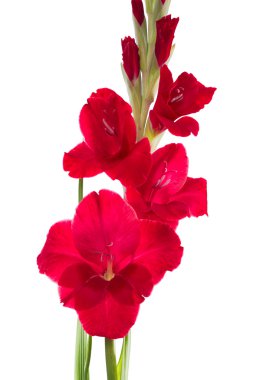 Kırmızı Glayöl çiçek