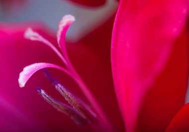 arka plan bulanık seçici odak kırmızı