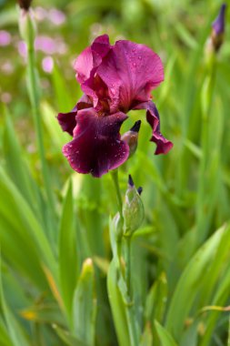 sabah çiçek Iris park