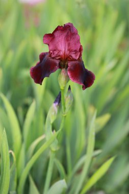 sabah çiçek Iris park