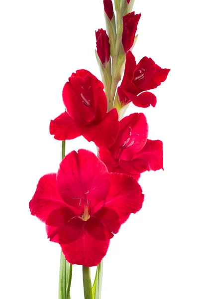 Red gladiolus flower — Stock Photo, Image