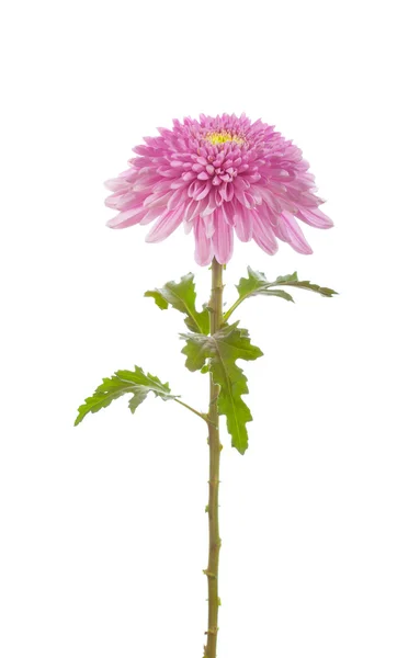 Flower  pink  chrysanthemum — Stock Photo, Image