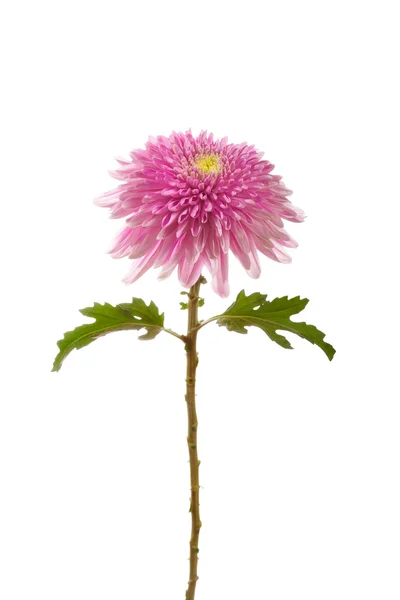 Flower  pink  chrysanthemum — Stock Photo, Image