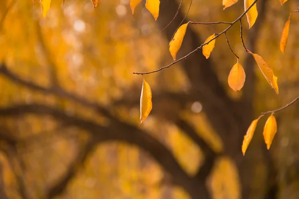 Suchý podzim, žlutá — Stock fotografie