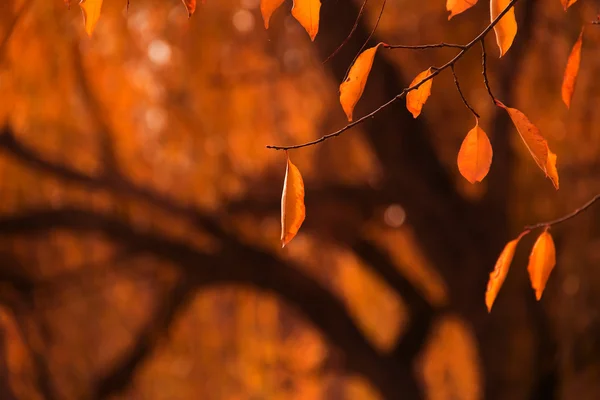 Суха осінь, жовтий — стокове фото