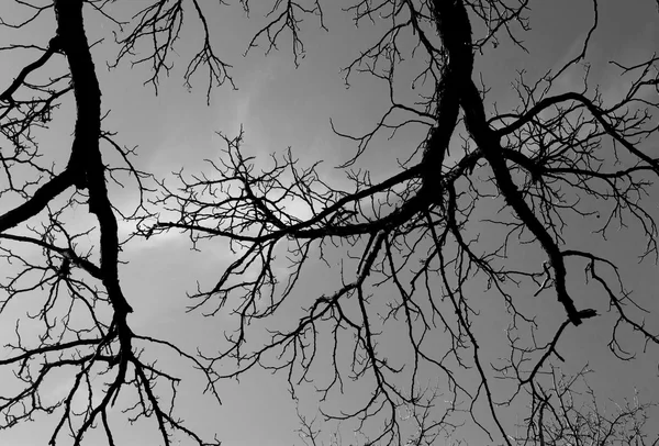 Autunno albero secco — Foto Stock