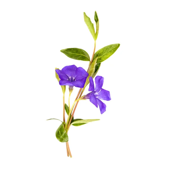 Vinca spring bouquet — Stock Photo, Image