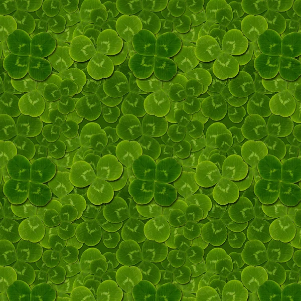잎 클로버 quatrefoil 개미 자리의 토끼풀 패턴 — 스톡 사진