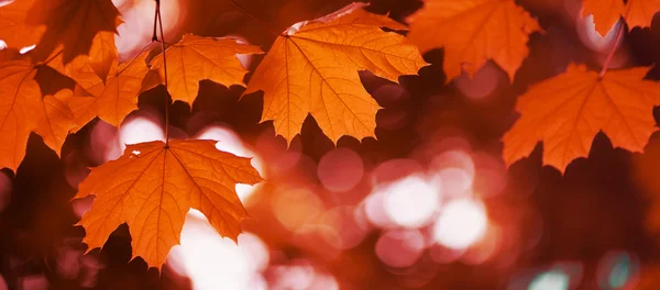 Maple leaf röd höst — Stockfoto