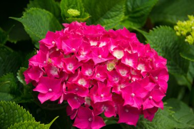 pembe ortanca çiçek 