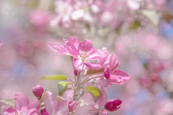 Tree  sakura  plum  pink  blossom  springtime — Stock Photo, Image