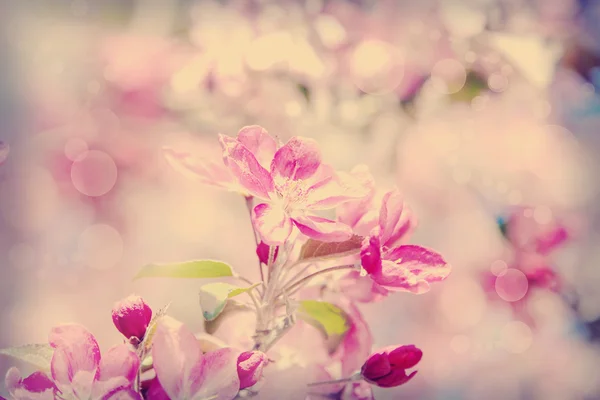 Drzewa sakura śliwka różowy kwiat wiosenny — Zdjęcie stockowe