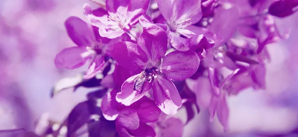 Árbol sakura ciruela rosa flor primavera —  Fotos de Stock
