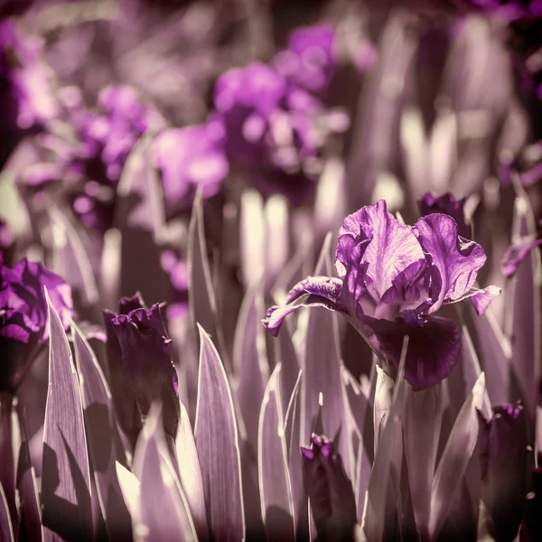 Morning floral violet iris springtime — Stock Photo, Image