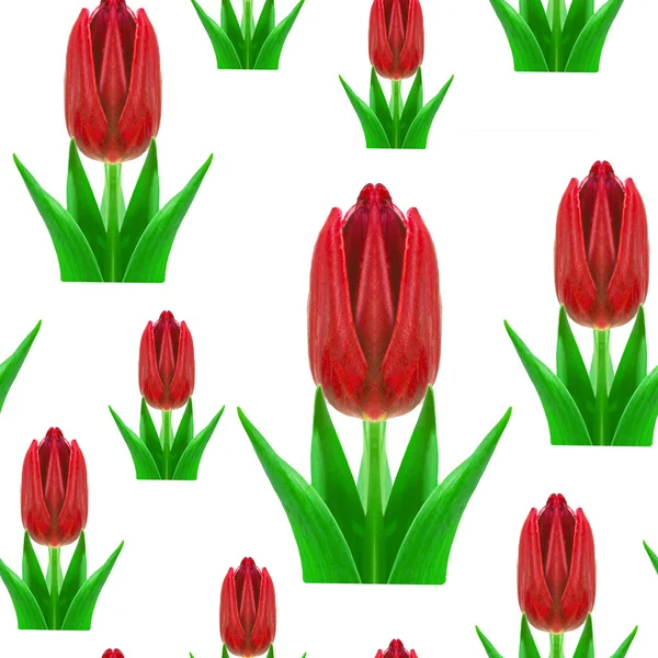 Padrão sem costura de tulipas vermelhas — Fotografia de Stock