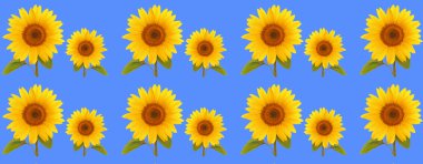  desen çiçek Ayçiçeği