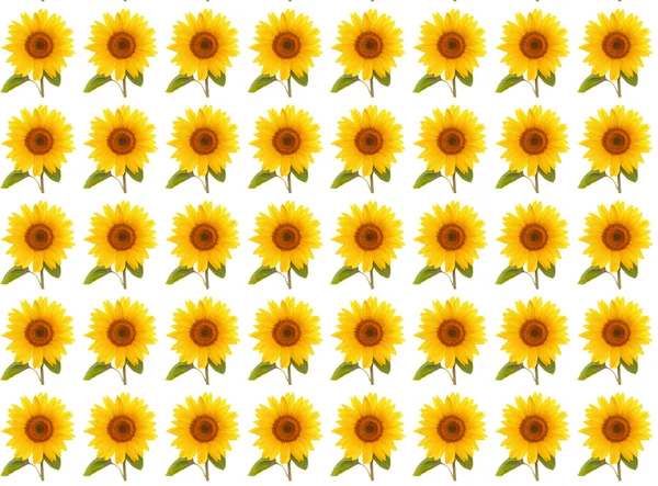 Letní vzor květ slunečnice — Stock fotografie