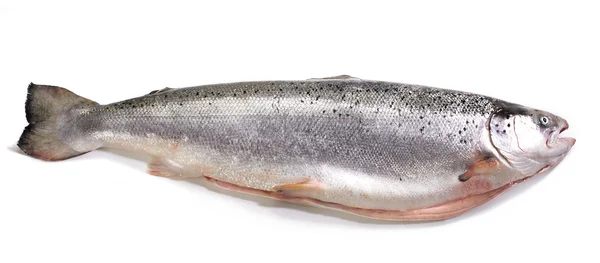 Zalm — Stockfoto