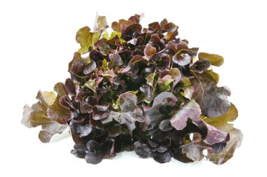 Kırmızı Meşe Marulu beyaz arkaplanda izole edildi