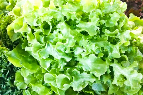 Closeup of Green oak lettuce — Stock Photo, Image