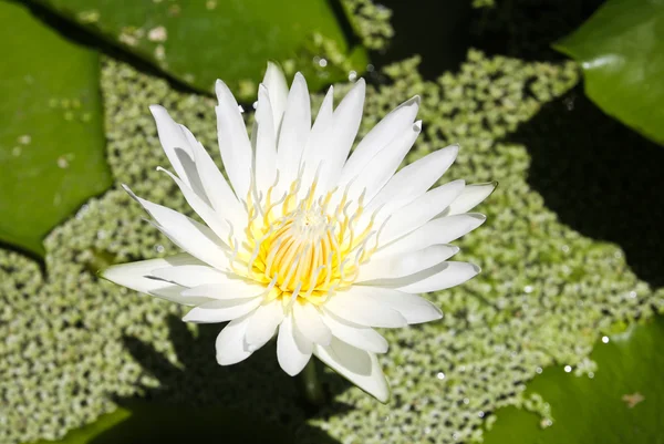 Flor de loto blanco con fondo de hoja verde — Foto de Stock