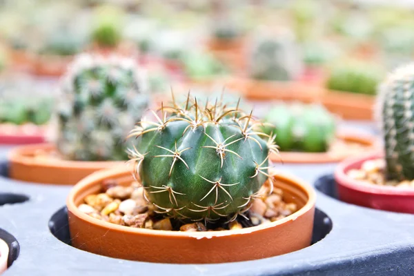 Kleine cactus in een pot — Stockfoto