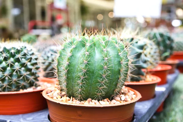Mały kaktus w garnku — Zdjęcie stockowe
