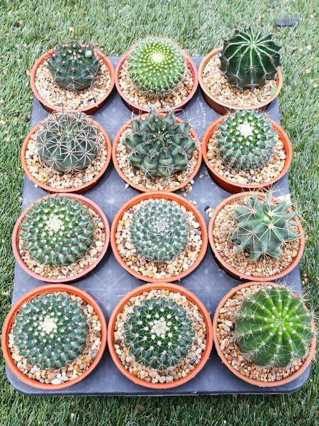 Verscheidenheid van cactus potplant. — Stockfoto