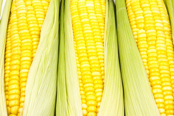 Corn on white background — Stock Photo, Image