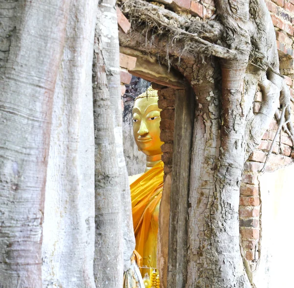 Невидимый Таиланд, руины старого храма с корнем дерева Бодхи — стоковое фото