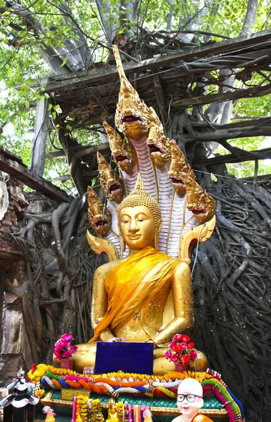 Unseen Thailand,Ruins of old temple with a Bodhi tree root — Stock Photo, Image