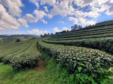 Chiang rai, Tayland 'da çay çiftliği doğa manzarası.