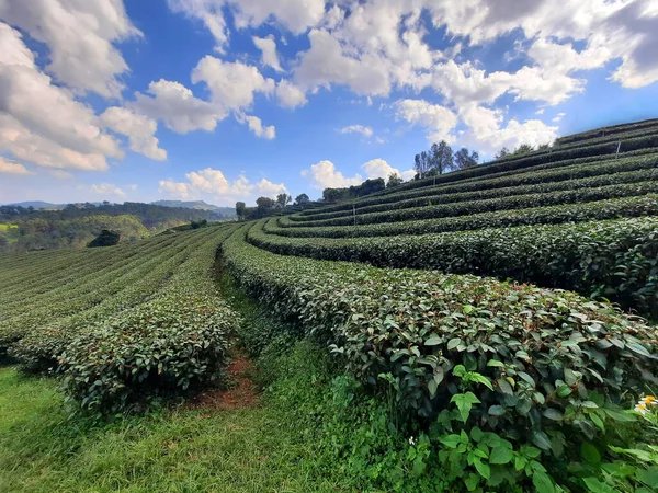 Ландшафт Чайной Плантации Чианграе Таиланд — стоковое фото