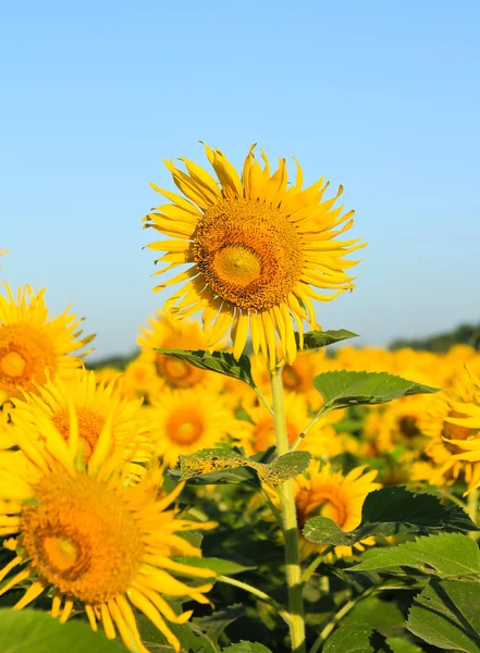 Campo de girassol . — Fotografia de Stock