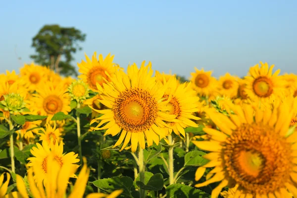 Campo de girassol . — Fotografia de Stock