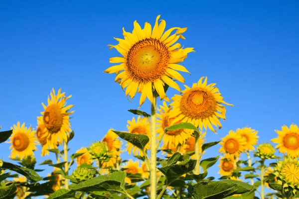 Campo de girasol . — Foto de Stock