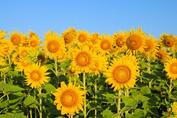 Campo de girasol . — Foto de Stock