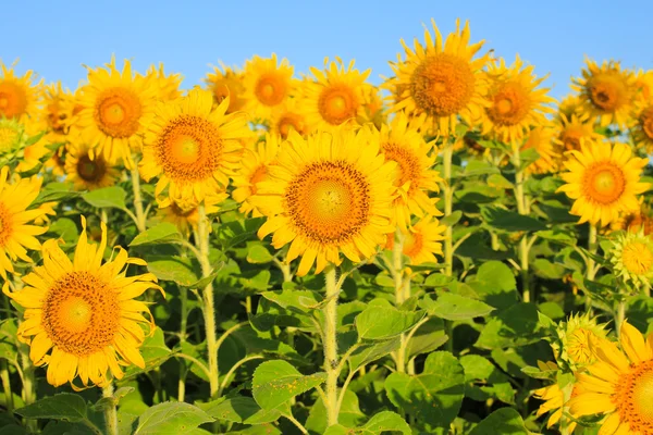 Campo de girasol . — Foto de Stock