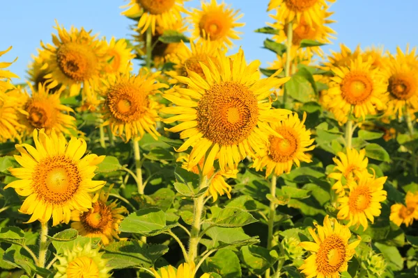 Campo de girasol . — Foto de Stock