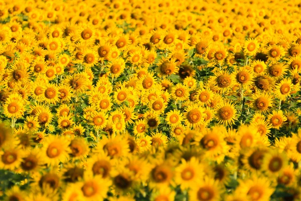 Sunflower Field. — Stock Photo, Image