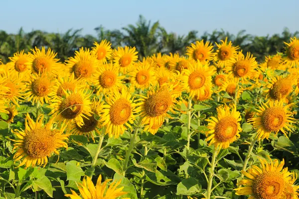 Campo de girasol . — Foto de Stock