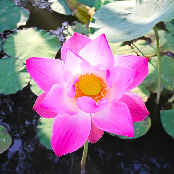 Pink Lotus Flower. — Stock Photo, Image