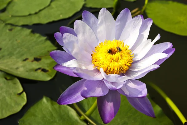 Waterlelie of lotusbloem in vijver. — Stockfoto